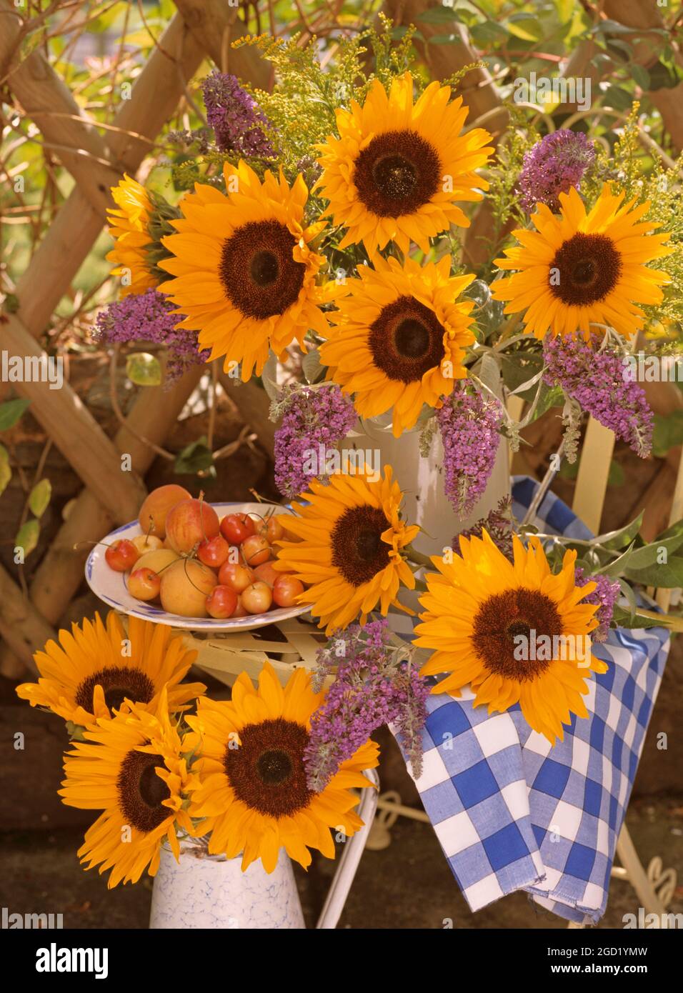 botanik, Sonnenblumen und Buddleia im Freien in Metallkannen auf einem Metallstuhl mit Kirschen, ZUSÄTZLICHE-RIGHTS-CLEARANCE-INFO-NOT-AVAILABLE Stockfoto