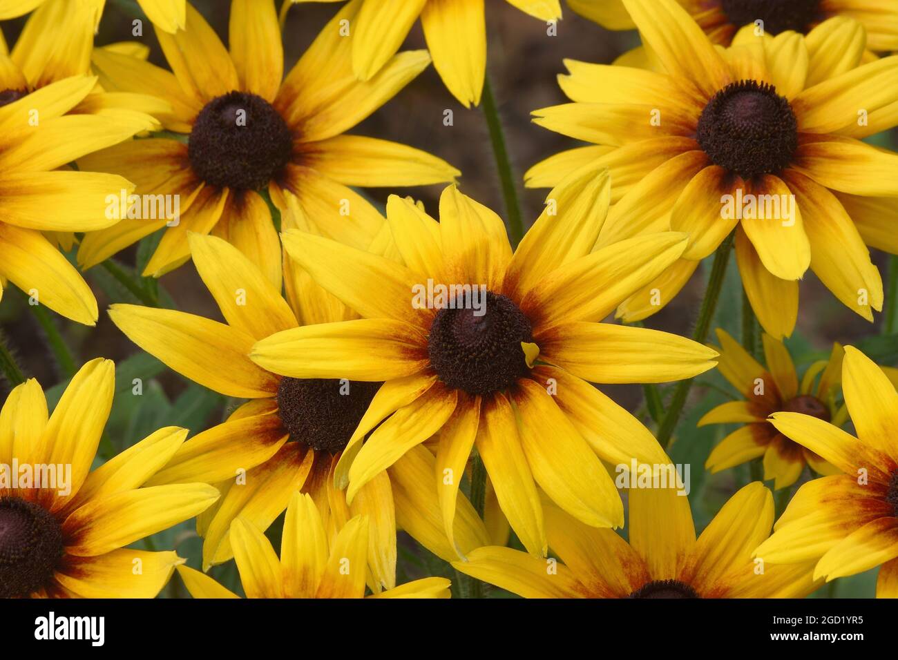 Schwarzäugige Susan (Rudbeckia hirta). Genannt Brown-eyed Susan, Brown Betty, Gloriosa Daisy, Golden Jerusalem, Poorland Daisy, Yellow Daisy und Yellow Ox Stockfoto