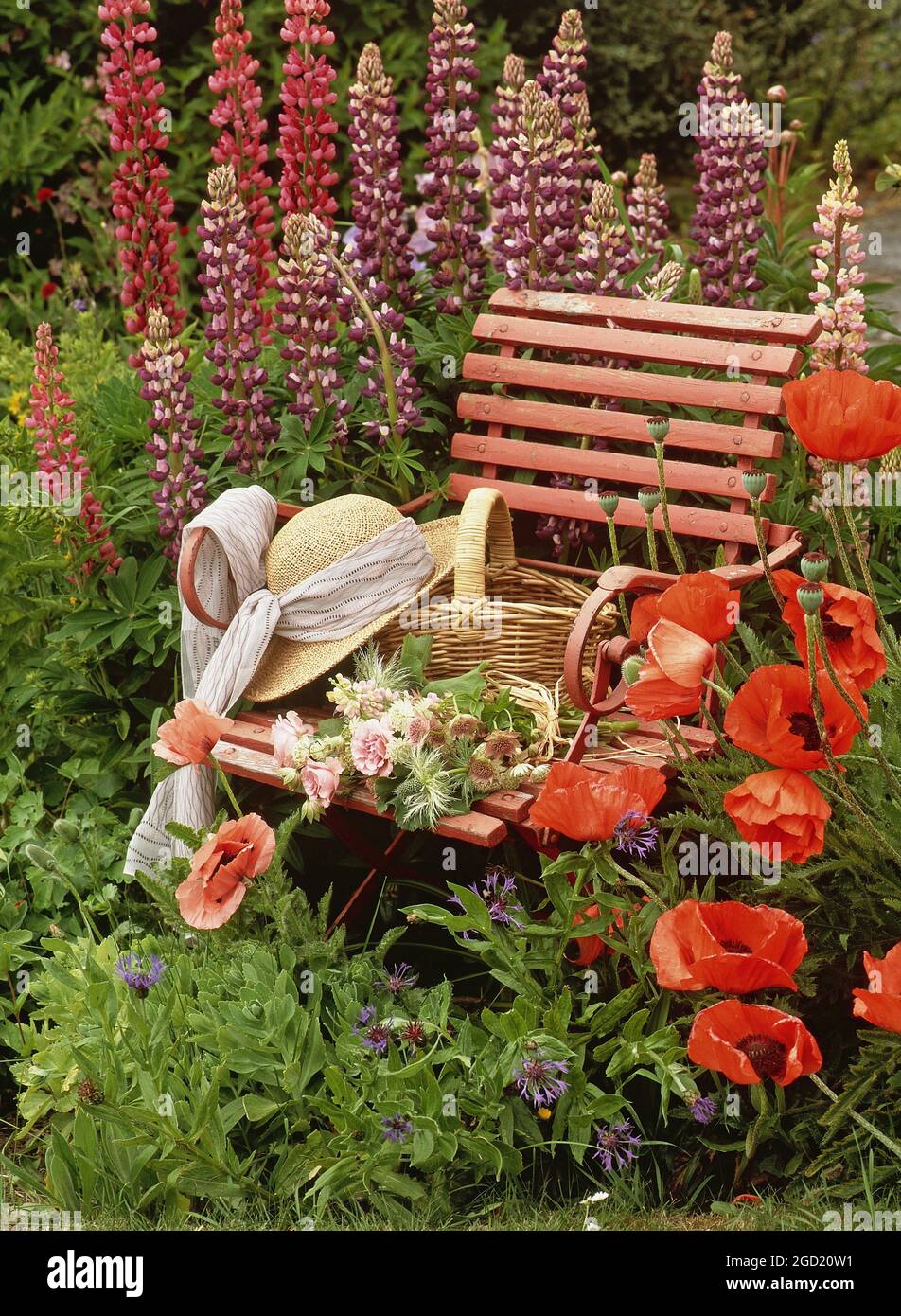 botanik, Stuhl im Garten mit Lupinen und papaver. rosen und Astratia-Major auf dem Stuhl., ZUSÄTZLICHE-RIGHTS-CLEARANCE-INFO-NOT-AVAILABLE Stockfoto