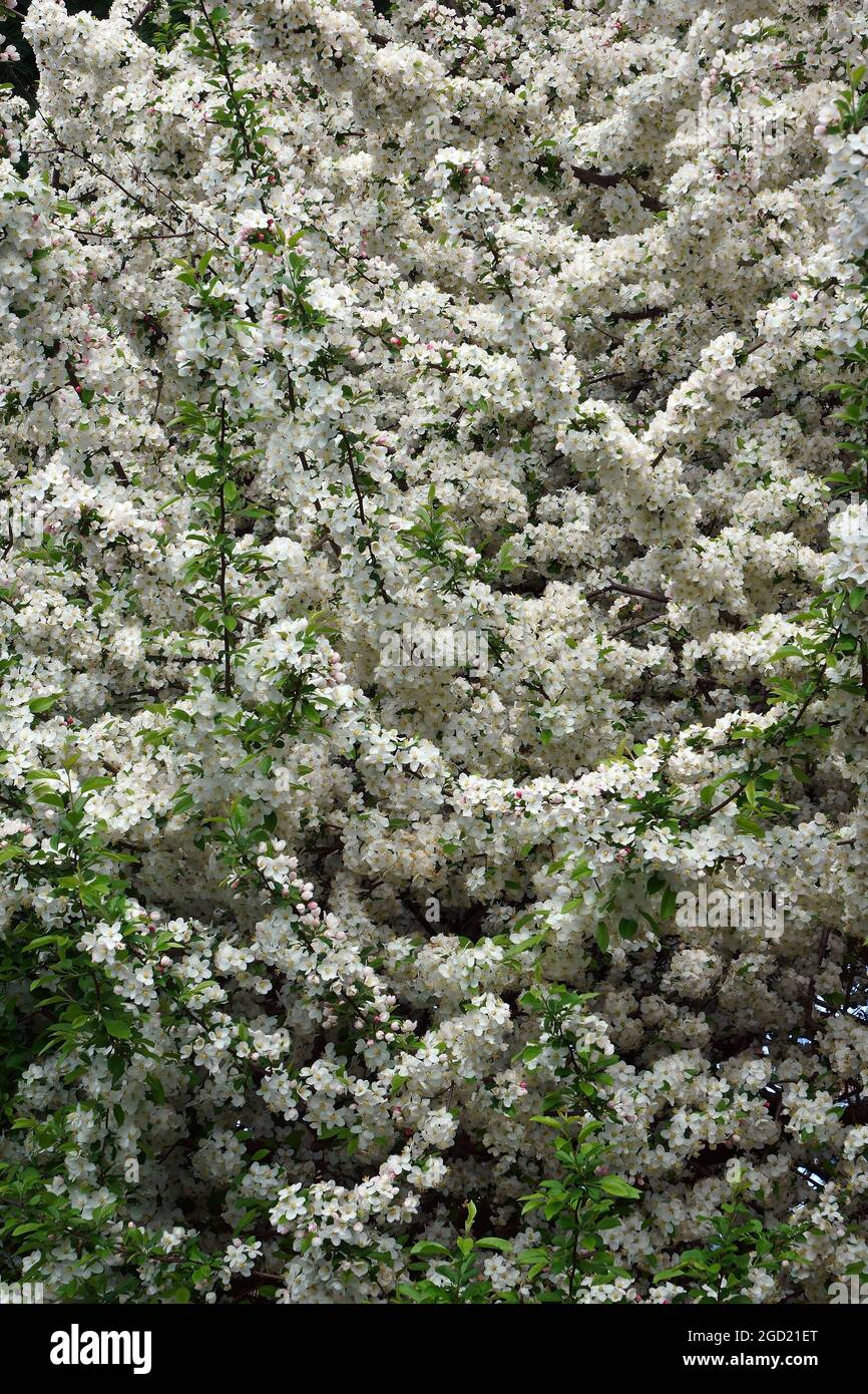 Blühender Krabbenapfelbaum (Malus) Stockfoto