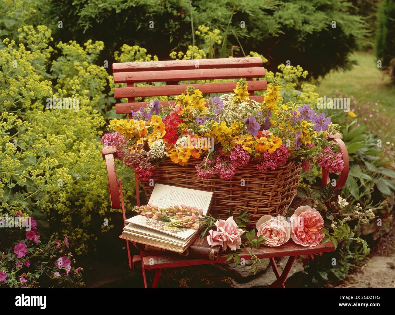 botanik, Blumen in einem Korb auf einem Stuhl im Garten, Rosen, Erysimum, Lupine, Geranium, ADDITIONAL-RIGHTS-CLEARANCE-INFO-NOT-AVAILABLE Stockfoto