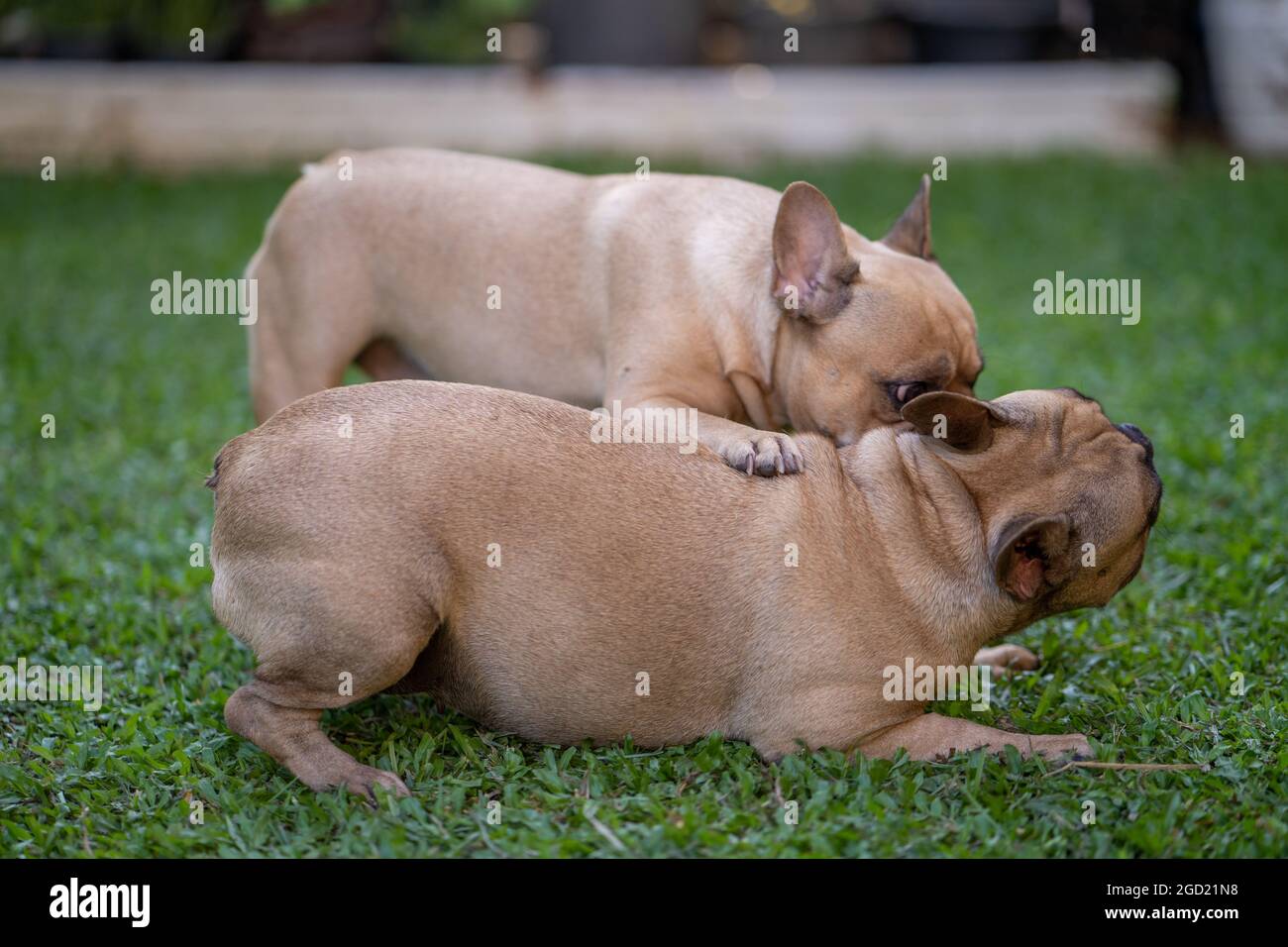 Nette französische Bulldogge, die auf dem Gras spielt Stockfoto