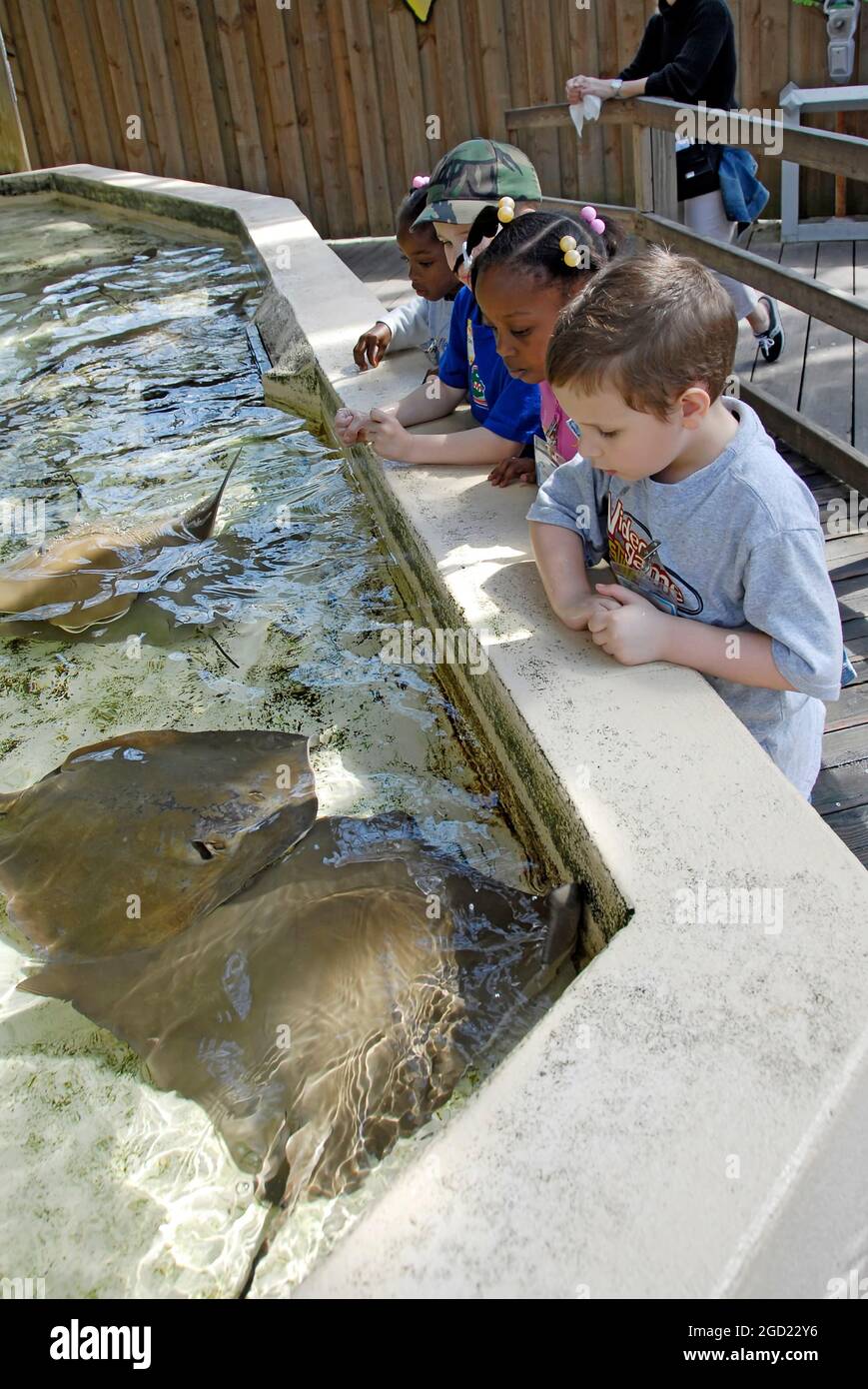 Kinder berühren kleine Sting Ray Fisch am Lowery Park Zoo Tampa Florida FL gestimmt, die Nummer eins Zoo in den Vereinigten Staaten Stockfoto