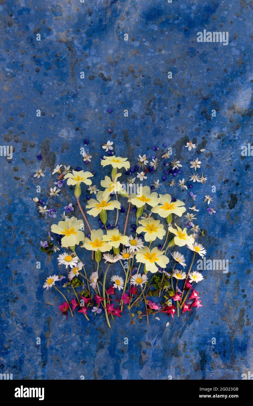 Anordnung von Primrose-Blumen auf blauem Hintergrund, mit rosa Sedum, weißen Gänseblümchen und Schlehdornblumen. Stockfoto