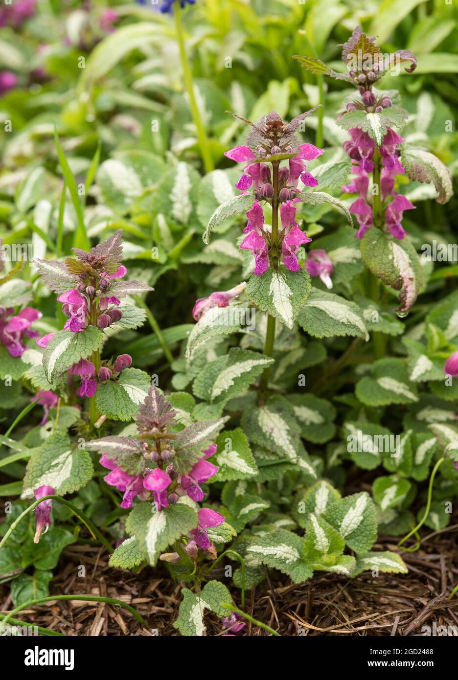 Lamium Maculatum - Gefleckte Taubnessel oder bunte Taubnessel. Aka Teufelsklee, Teufelsknessel, Doppelzunge, St. Vincents Brennnessel. Stockfoto
