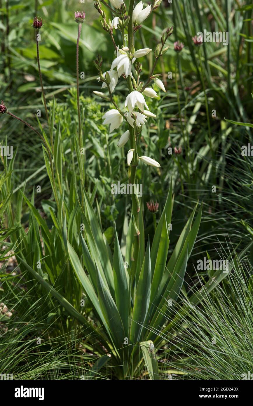 Weiße Laterne - geformte Blüten Yucca gloriosa. Stockfoto