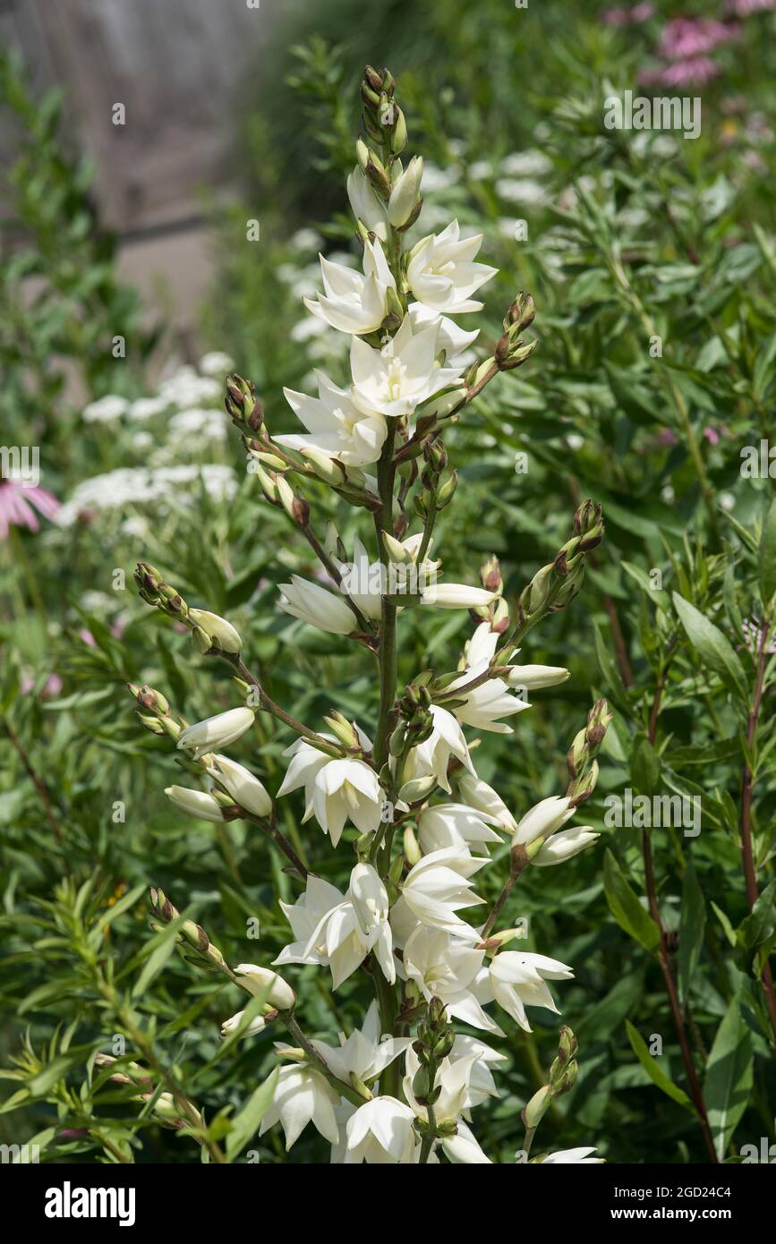 Weiße Laterne - geformte Blüten Yucca gloriosa. Stockfoto