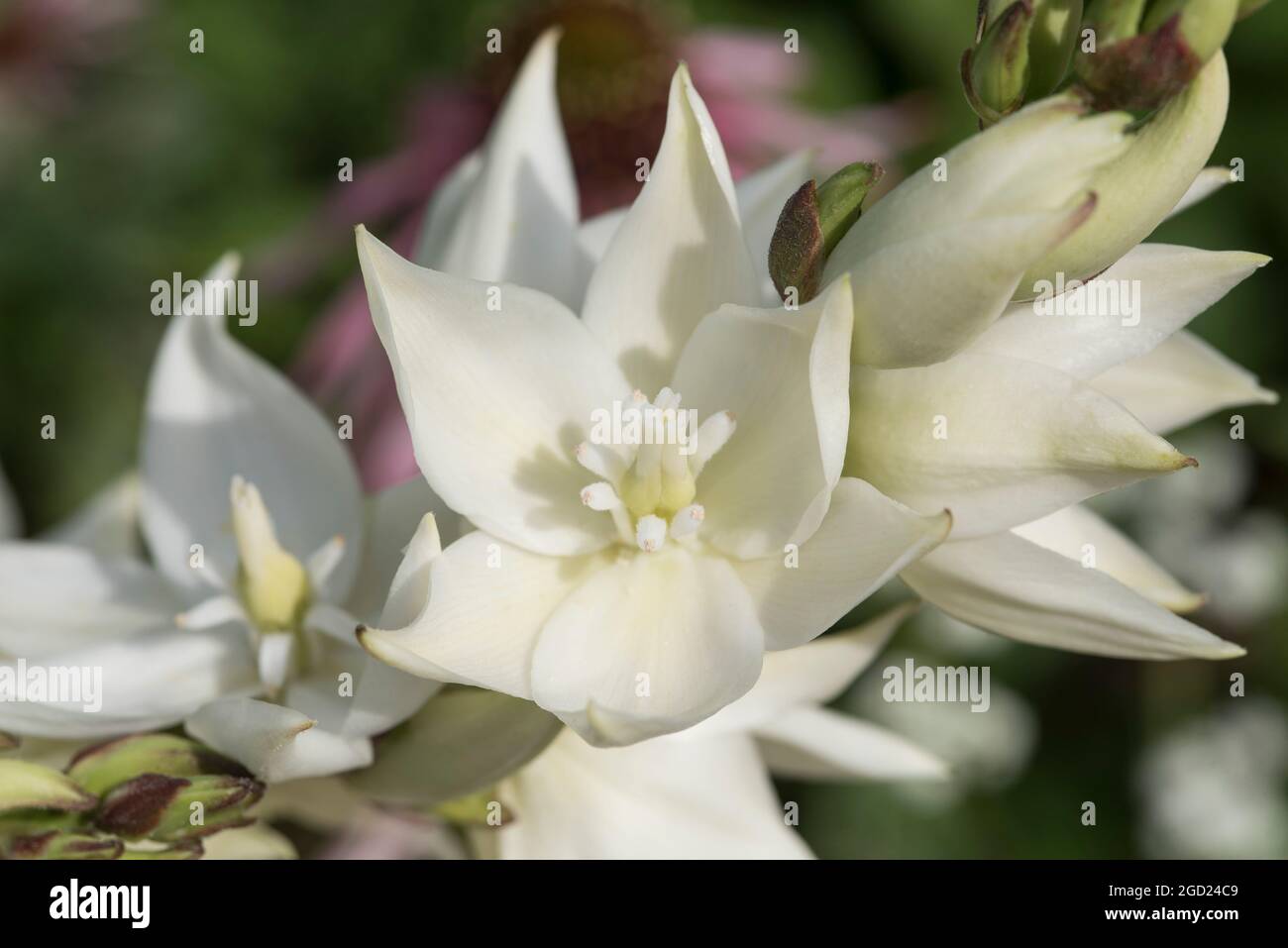 Nahaufnahme der weißen Laternen-förmigen Blüten von Yucca Gloriosa. Stockfoto