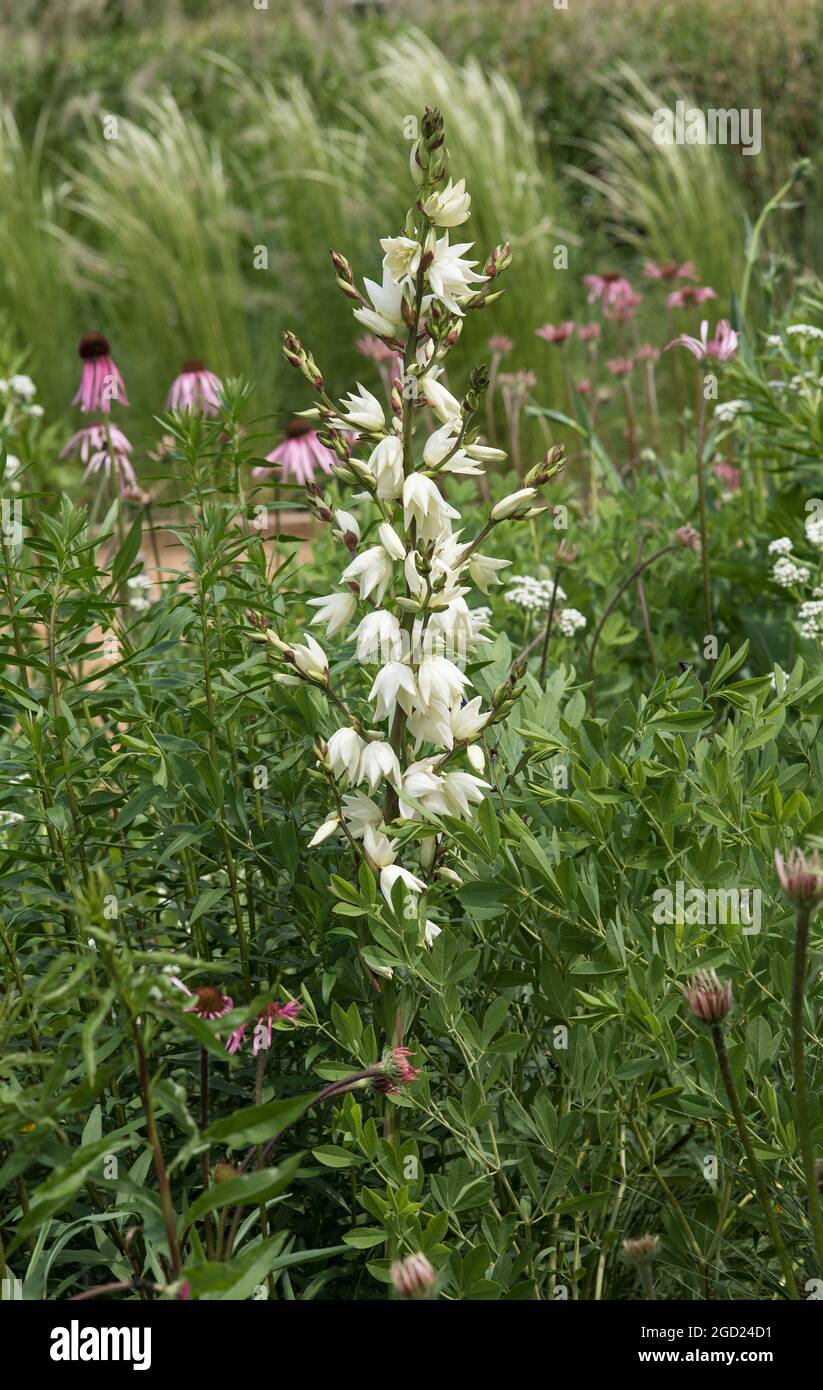 Weiße Laterne - geformte Blüten Yucca gloriosa. Stockfoto