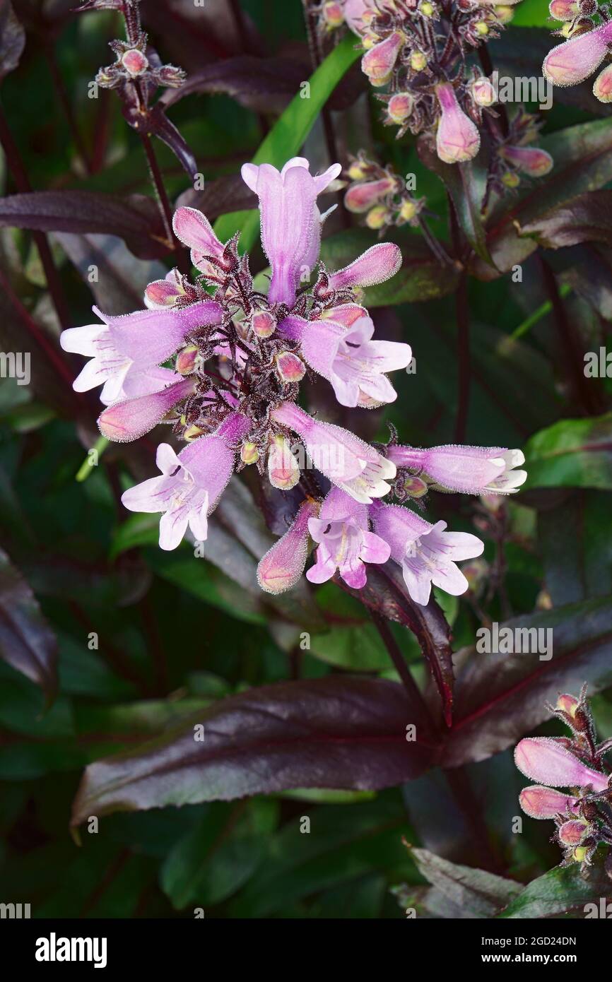 Penstemon Digitalis Stockfotos Und Bilder Kaufen Alamy