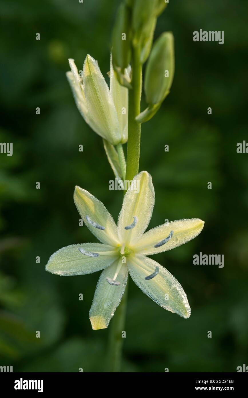 Weiße Camassia Leichtlinii alba oder große Camas. Krautige mehrjährige Pflanze, die aus einer Zwiebel wächst. AKA Camas Lily. Stockfoto