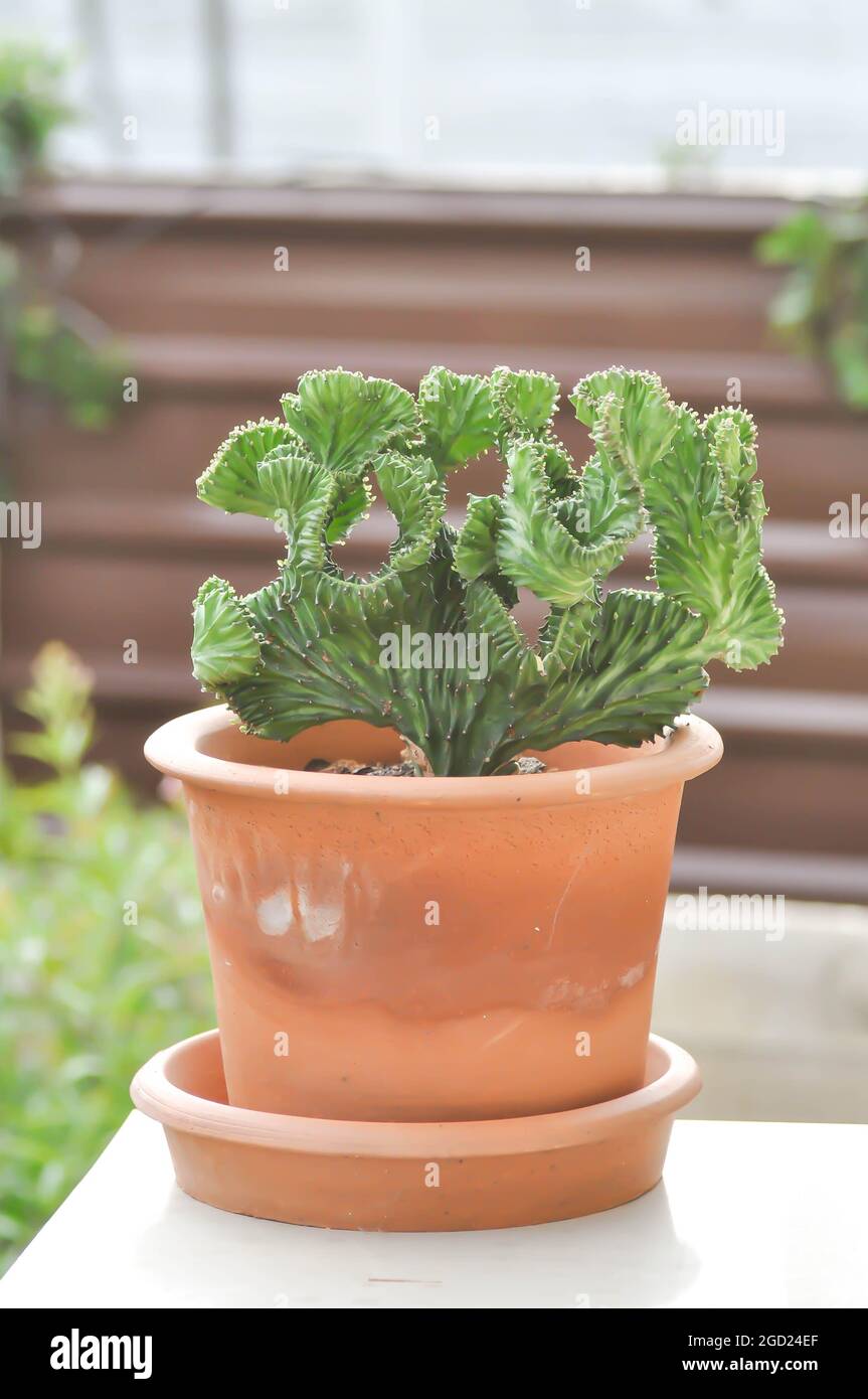 Euphorbia Lactea Cristata, Eforbia neriifolia oder Eforbia lactea oder