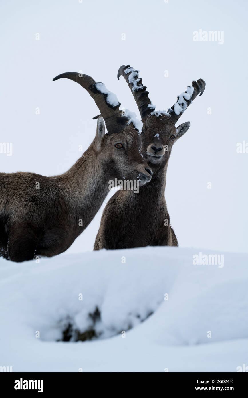 zoologie / Tiere, Säugetiere / Säugetiere (Mammalia), Steinböcke (Capra), Steinböcke, Böcke in der Gamsgrube, ZUSÄTZLICHE-RIGHTS-CLEARANCE-INFO-NOT-AVAILABLE Stockfoto