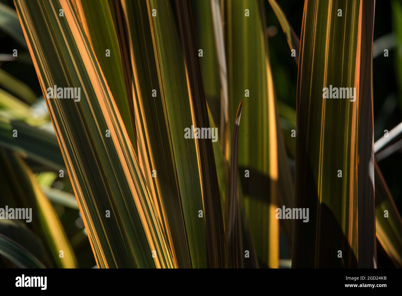 Phormium-Tenax, Neuseeland Flachs, gewöhnliche Leinlilie, Hybrid mit Streifen aus rosa und goldener Creme. Architektonische Pflanzung für ein schwertähnliches, belaubtes bkgrnd Stockfoto