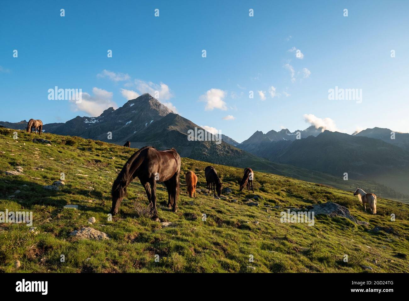 Geographie / Reisen, Österreich, Tirol, Abendstimmung mit Pferden auf Kuethai, Stubaier Alpen, ZUSÄTZLICHE-RIGHTS-CLEARANCE-INFO-NOT-AVAILABLE Stockfoto