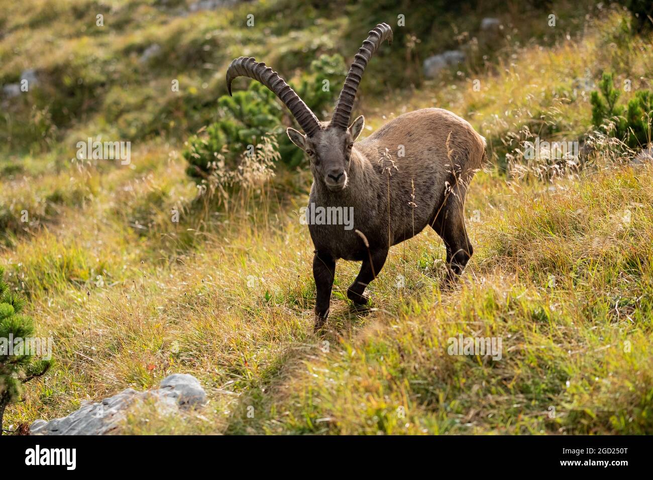 zoologie / Tiere, Säugetiere / Säugetiere (Mammalia), Steinböcke (Capra), Steinböcke, Benediktenwand, Bayerische Alpen, ADDITIONAL-RIGHTS-CLEARANCE-INFO-NOT-AVAILABLE Stockfoto