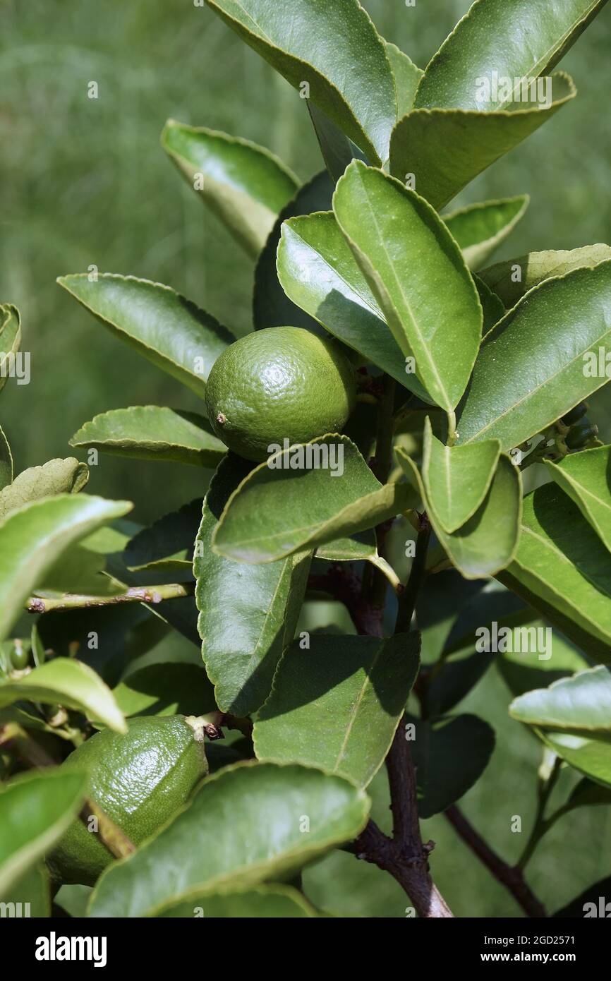 Bartlime (Citrus x latifolia, „Bärenlime“). Auch als Seedless Limone und Tahiti Limone bezeichnet. Hybrid zwischen Key Lime (Citrus x aurantifolia) und Stockfoto