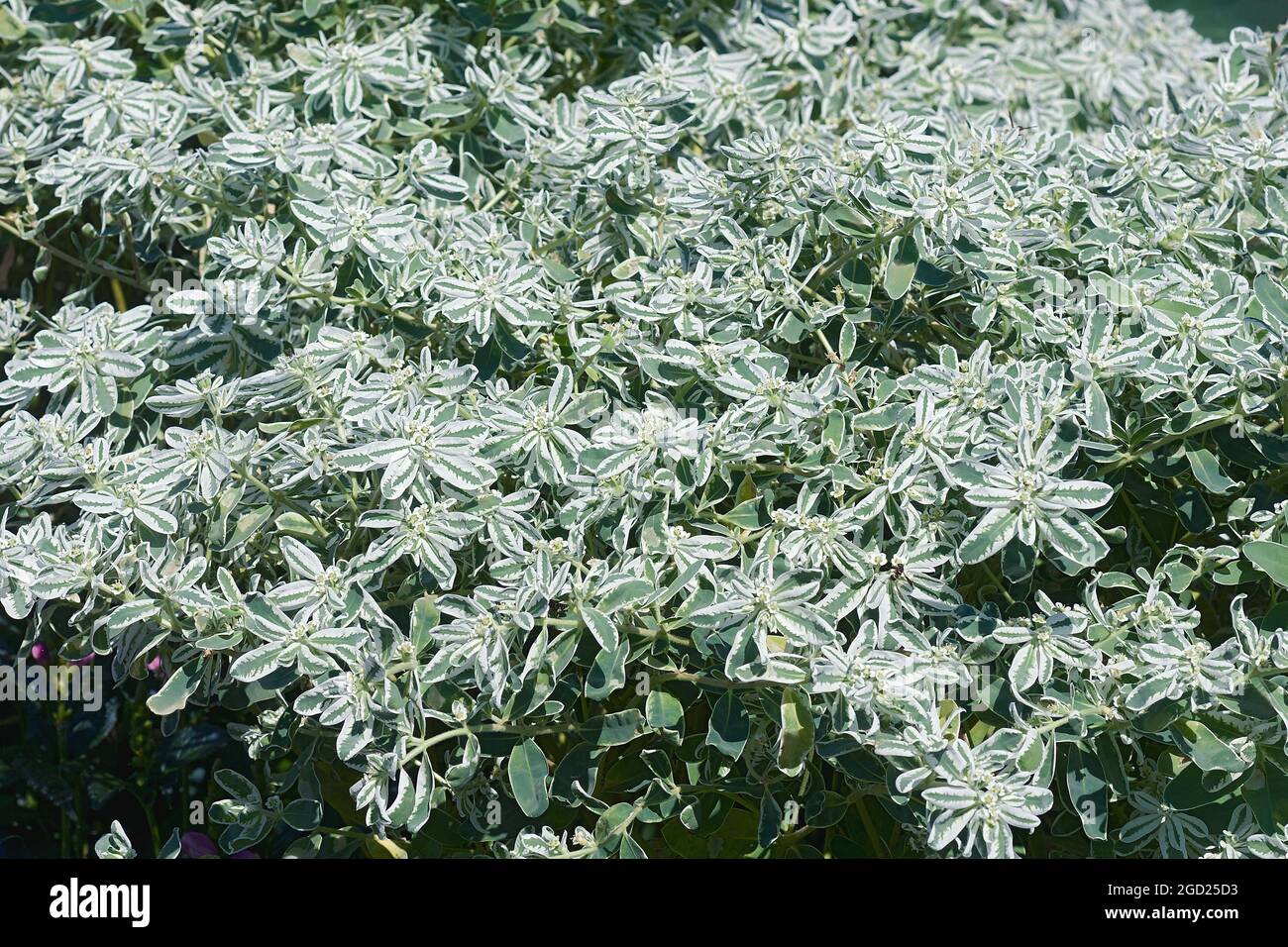 Schnee auf dem Berg (Euphorbia marginata). Wie Rauch auf die Prärie, vielfarbige Wolfsmilch ans Weiße marginated Wolfsmilch auch bekannt. Stockfoto