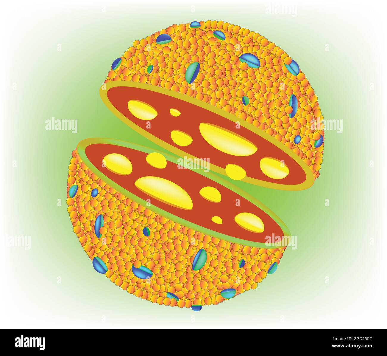 Biologische Anatomie des Lysosomes, Zelllysosomstruktur mit Phospholipid-Bilayer, Struktur des Lysosomes Stock Vektor