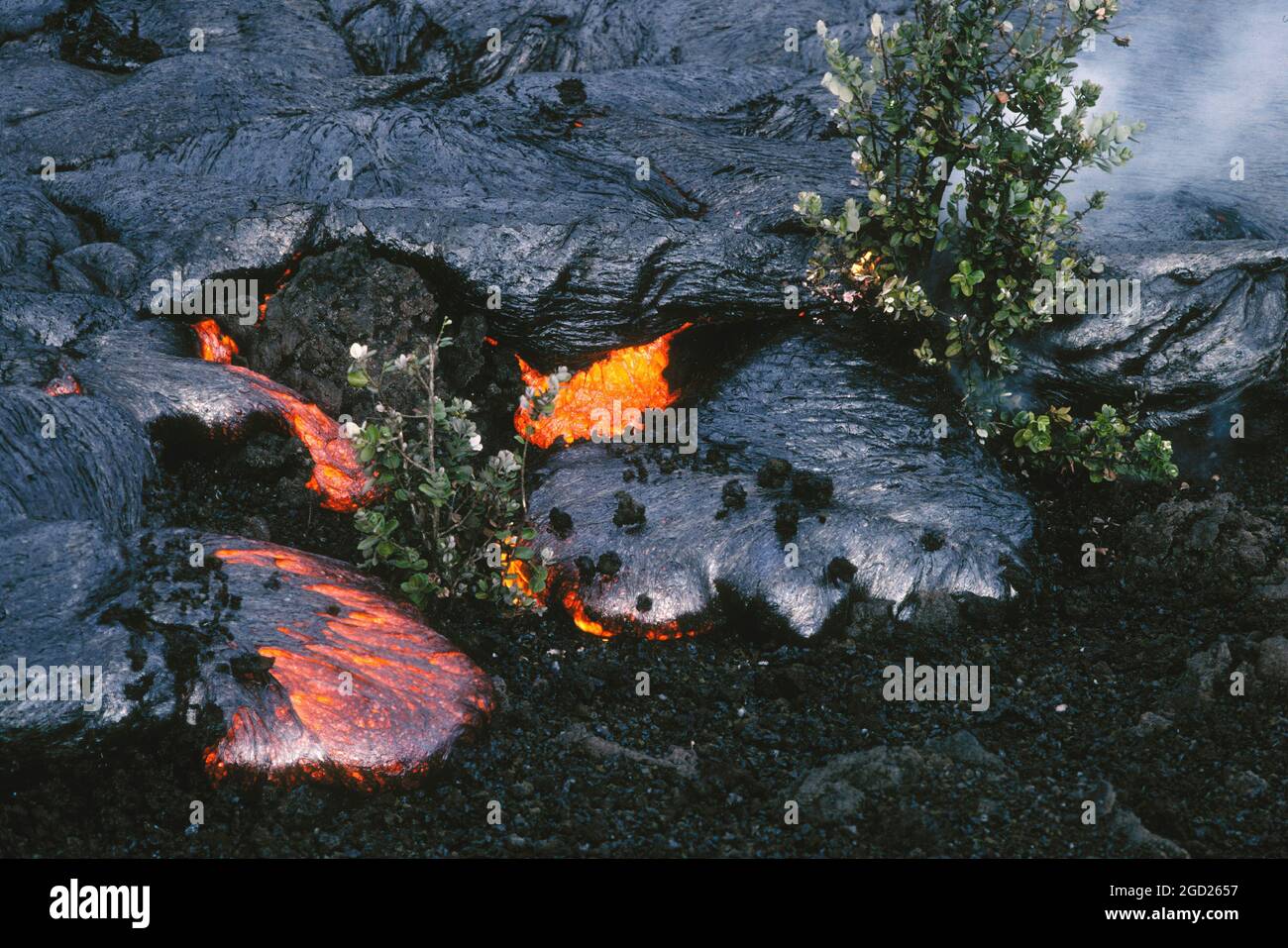 Pahoehoe-Lavafluss aus einer Pu'U O'o-Eruption, der einen älteren A'a-Fluss und Pflanzen im Hawaii Volcanoes National Park auf der Big Island von Hawaii bedeckt. Stockfoto