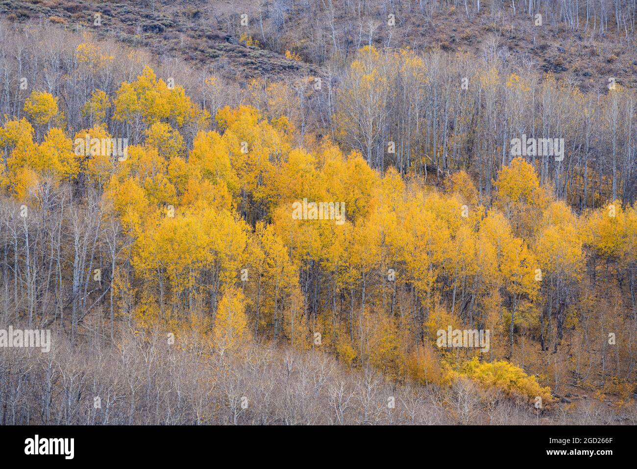 Aspen Trees im Jackman Park am Steens Mountain im Südosten von Oregon. Stockfoto