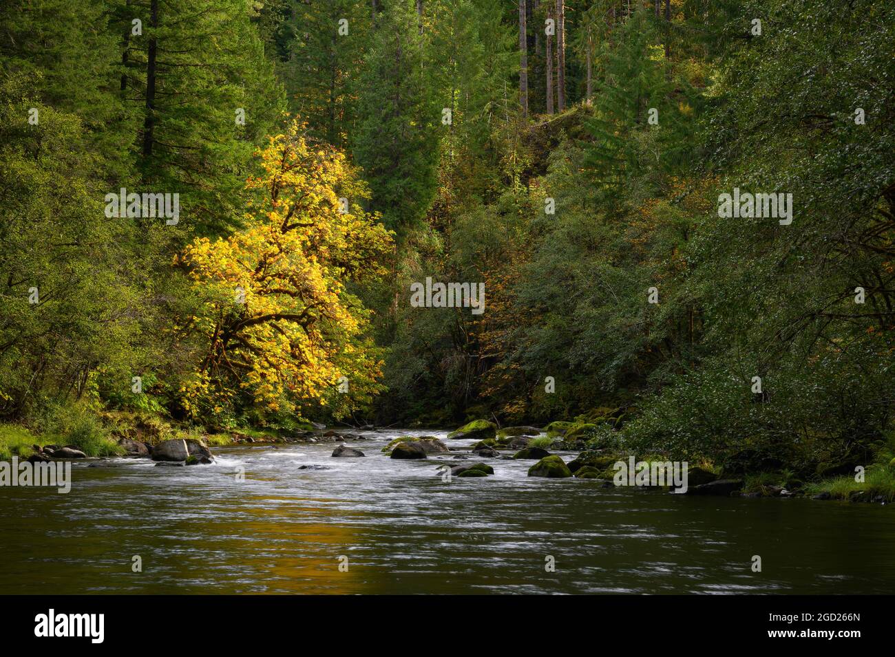 North Fork of the Middle Fork Willamette River, Cascade Mountains, Oregon. Stockfoto