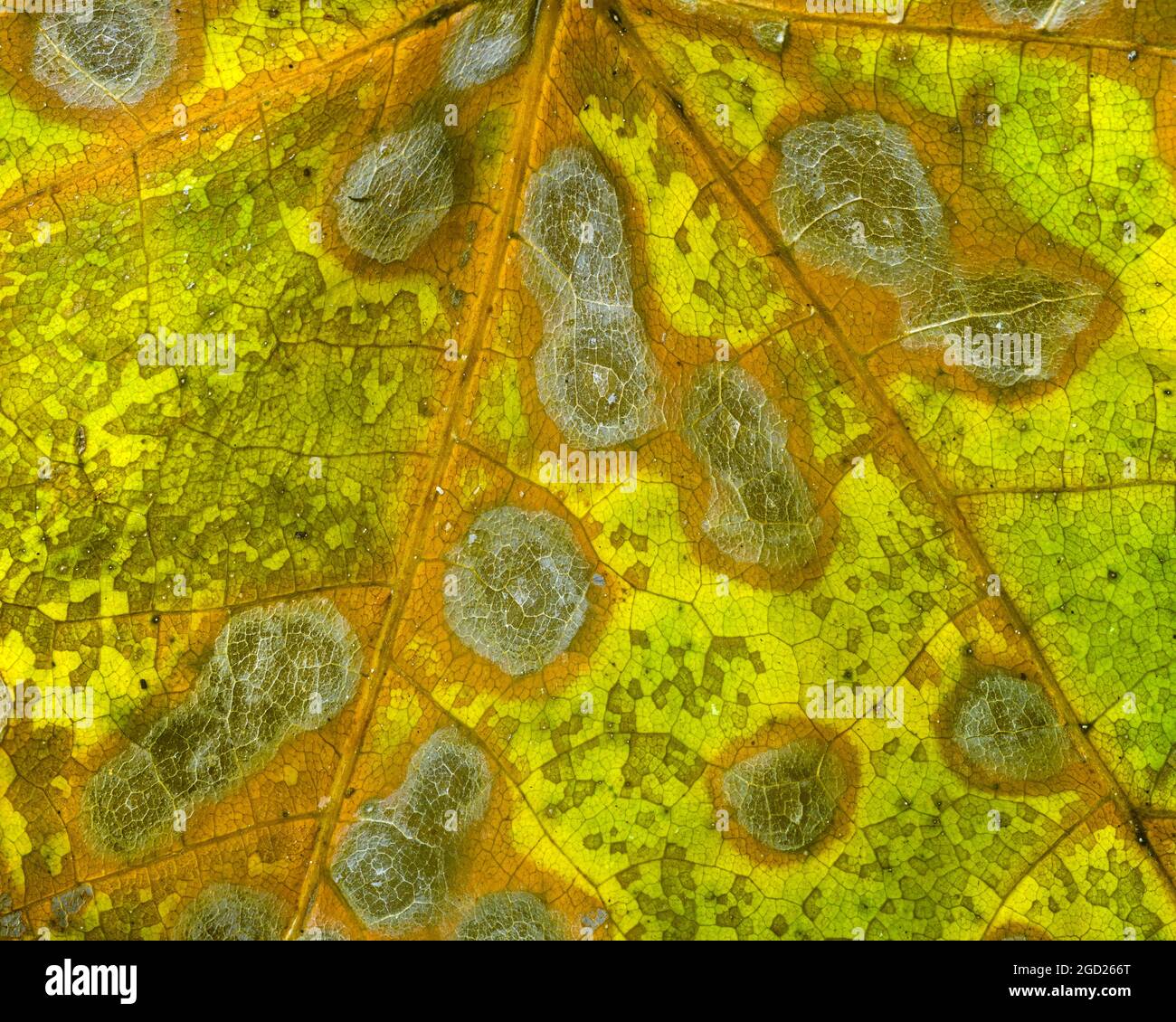 Bigleaf Ahornblatt mit Herbstfarbe. Stockfoto