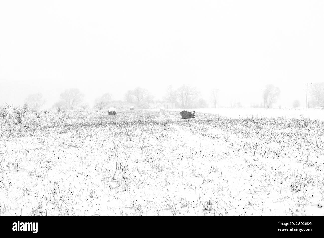 Im Winter verfaulen auf schneebedecktem Feld Heurollen Stockfoto