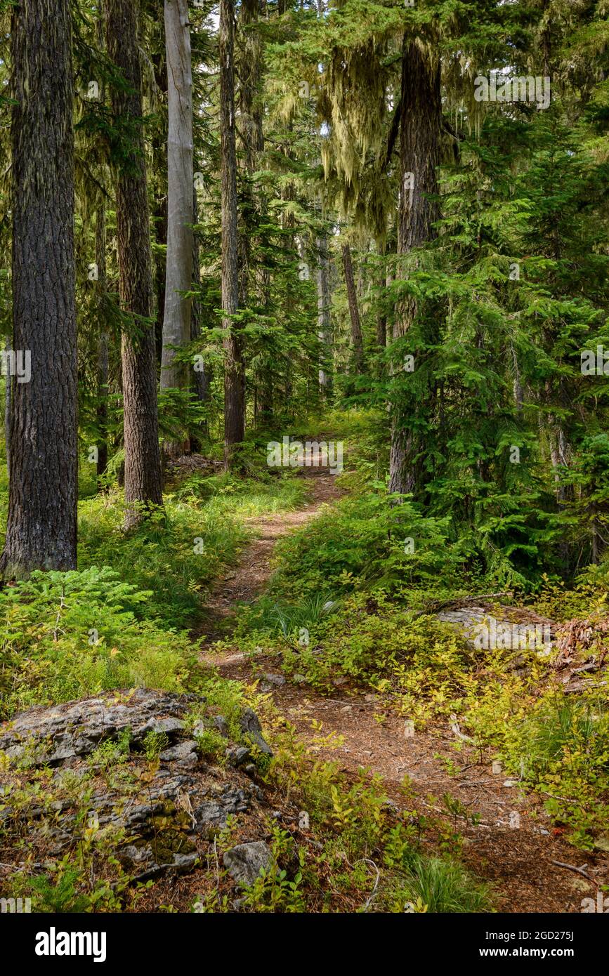 Swan and Gander Lakes Trail, Waldo Lake Wilderness, Oregon. Stockfoto