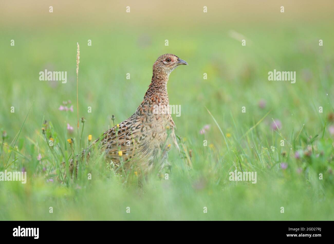 Wilder weiblicher Fasane (Phasianus colchicus), der im Gras steht Stockfoto