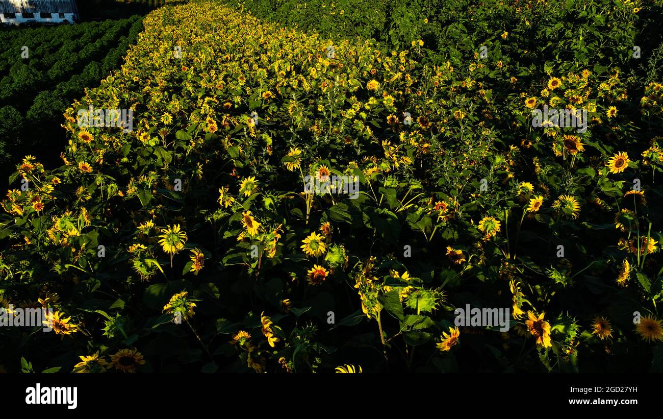 Luftaufnahme von Reihen blühender gelber Sonnenblumen bei Sonnenuntergang auf Highway 69 Hemp Farms, Monroe, Wisconsin, USA Stockfoto