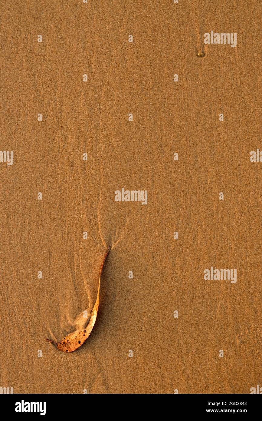 Gefallenes trockenes Eukalyptusblatt auf dem Sand eines Strandes bei Sonnenuntergang Stockfoto