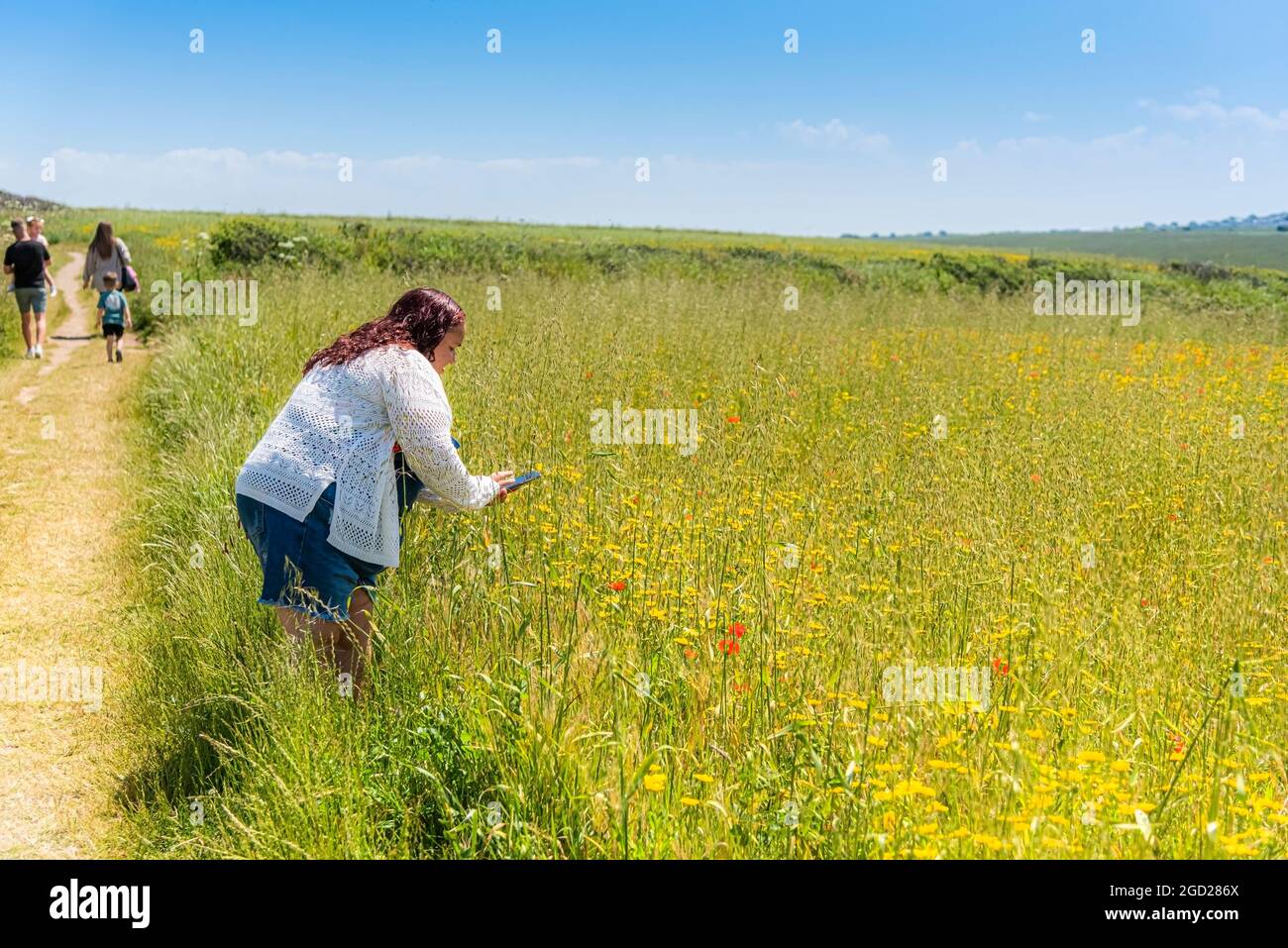 Eine Touristin, die ihr Smartphone auf einem Feld benutzt, um Wildblumen auf West Pentire in Newquay in Cornwall zu fotografieren. Stockfoto
