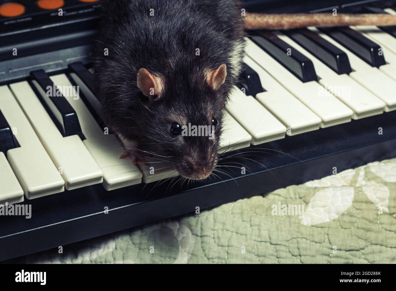 Ausgefallene Ratten spielen auf klassischen Musikinstrumenten Stockfoto