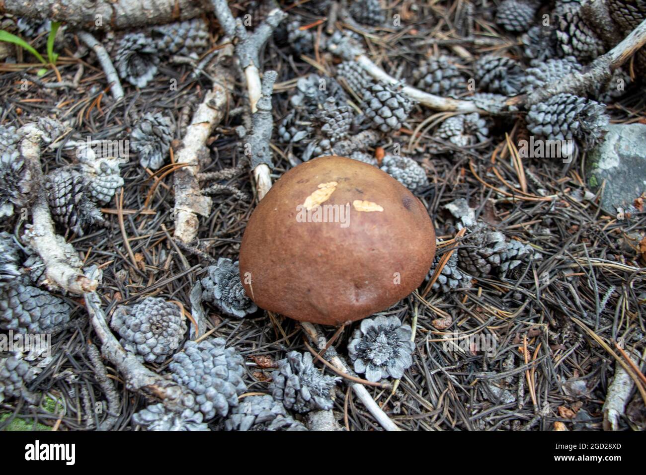 Pilz mit Critter Bites Stockfoto
