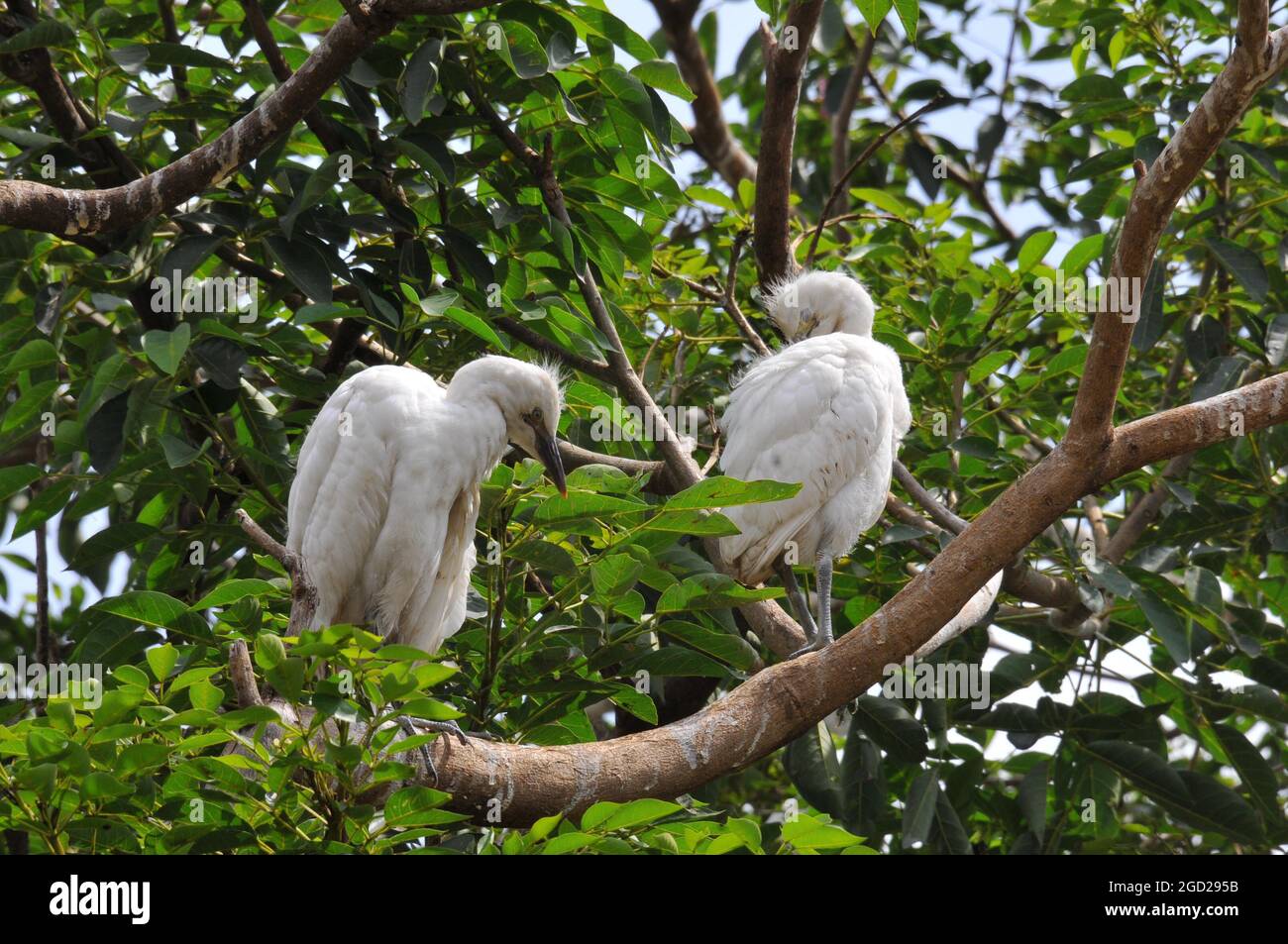 Weiße Vögel ruhen auf einem Baum. Die Stadtverwaltung von Kampala hat die Pflanzung von Bäumen zur Förderung der grünen Umwelt beauftragt. Grüne Umgebung ermutigt Vögel, in der Stadt zu bleiben. Uganda. Stockfoto Weiße Vögel ruhen auf einem Baum. Die Stadtverwaltung von Kampala hat die Pflanzung von Bäumen zur Förderung der grünen Umwelt beauftragt. Grüne Umgebung ermutigt Vögel, in der Stadt zu bleiben. Uganda. Stockfoto