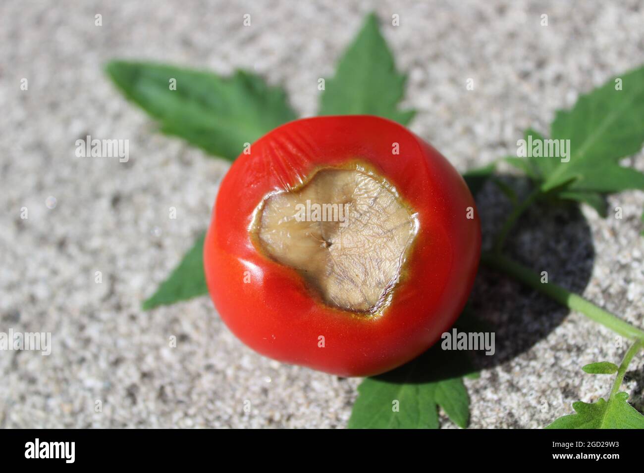 Die Apikalblüte verrottet auf Tomaten Stockfoto