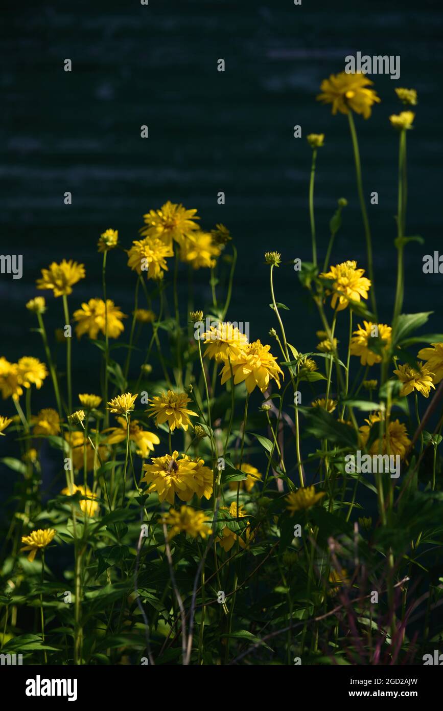 Die Pflanze einer goldenen Kugel auf dem Hintergrund einer Holzwand. Stockfoto