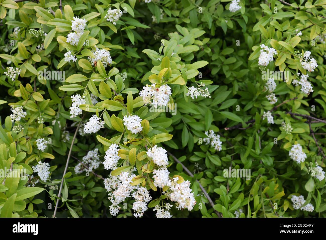 Schöne Naturszene Hintergrund mit weißen Blumen auf Ästen. Naturtapete Stockfoto