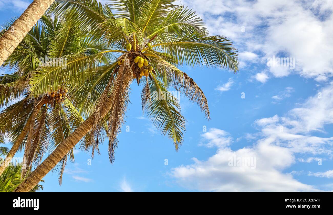 Kokospalme, Sommerurlaubskonzept. Stockfoto