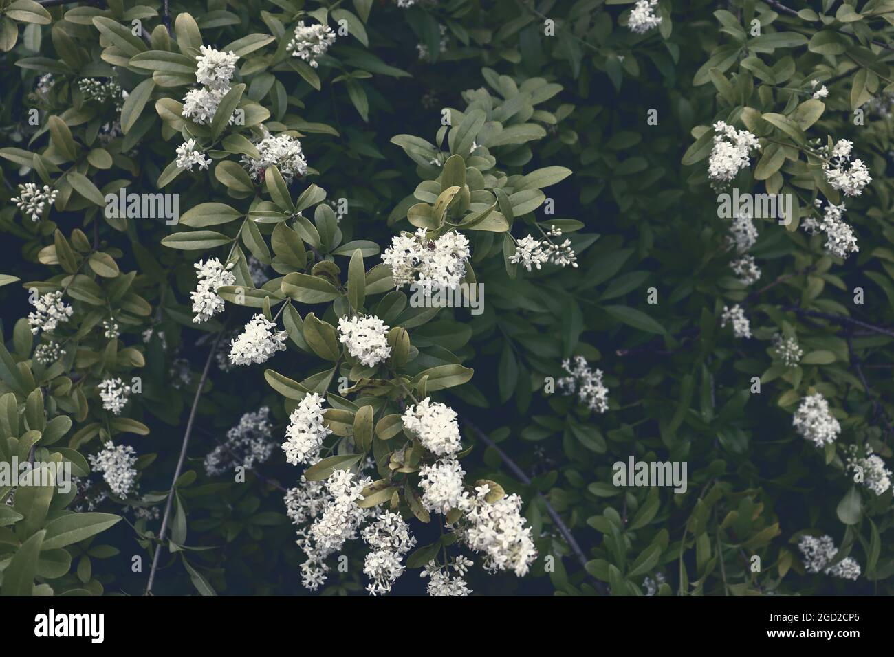 Schöne Naturszene Hintergrund mit weißen Blumen auf Ästen. Naturtapete Stockfoto