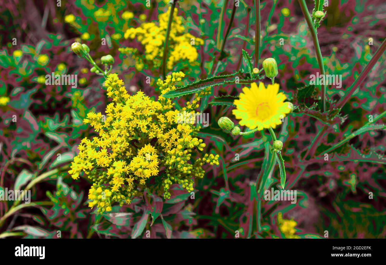 Gelb Blühende Unkräuter Stockfotos und bilder Kaufen Alamy