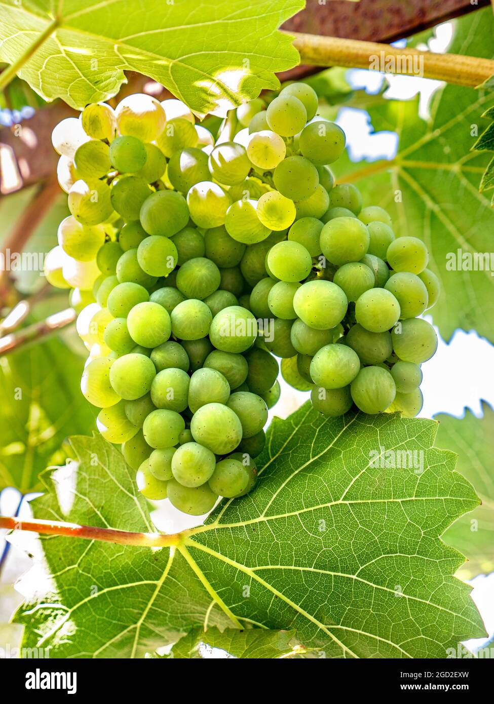 Phoenix Weißwein Trauben Trauben reifen auf der Rebe in perfekten sonnigen Bedingungen Stockfoto