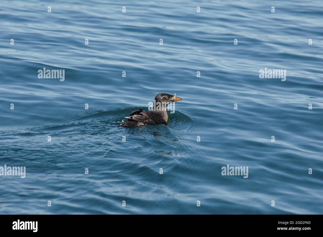 Nashornauklet beim Schwimmen im Salisischen Meer Stockfoto