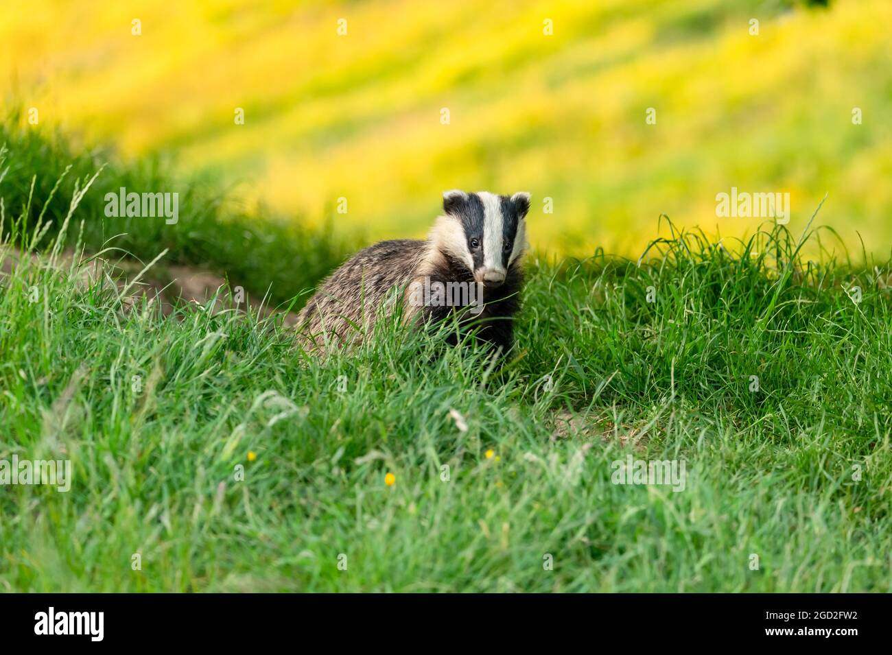 Dachs verlässt den Dachsbau im Hochsommer, wenn die Nächte noch hell sind mit einem Feld von gelben Butterblumen im Hintergrund. Nach vorne zeigen. Sci Stockfoto