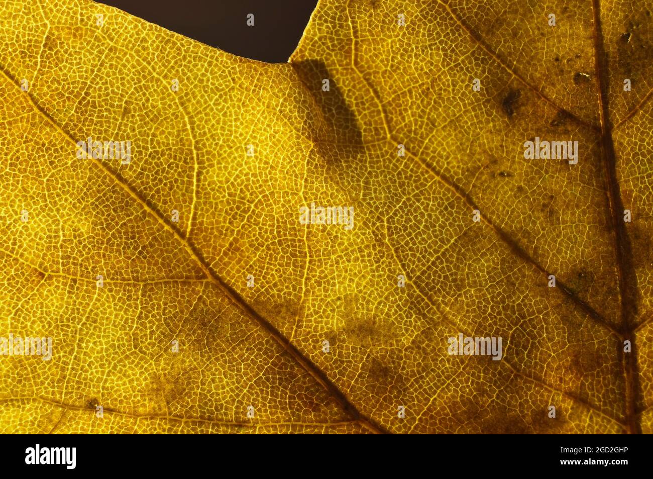 Horizontale Aufnahme eines Herbstblattes mit schwarzem Hintergrund. Stockfoto
