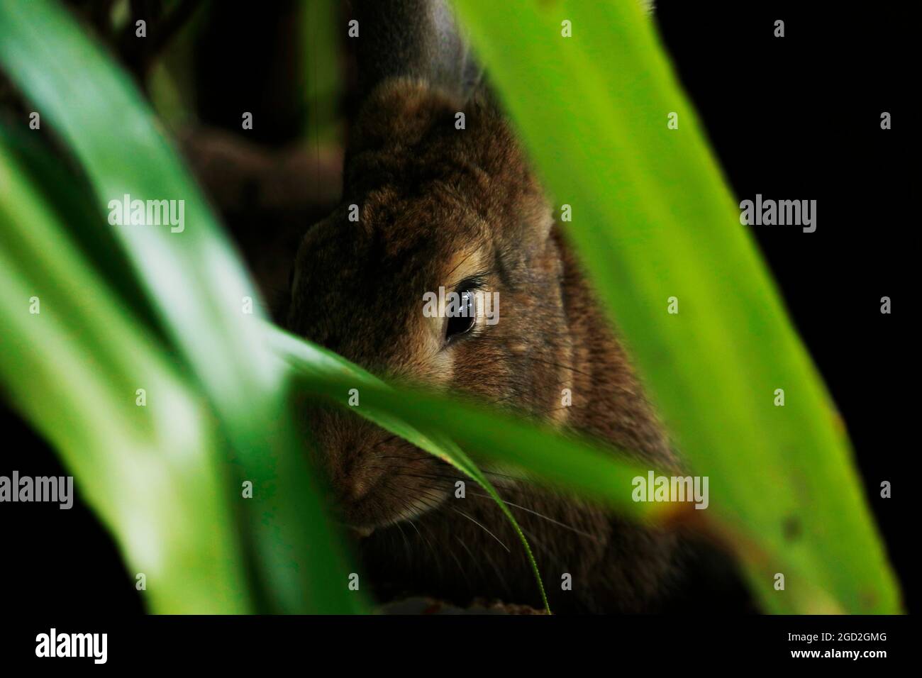 Wilder Hase oder Hase versteckt sich hinter den Wäldern in einem Wald Stockfoto