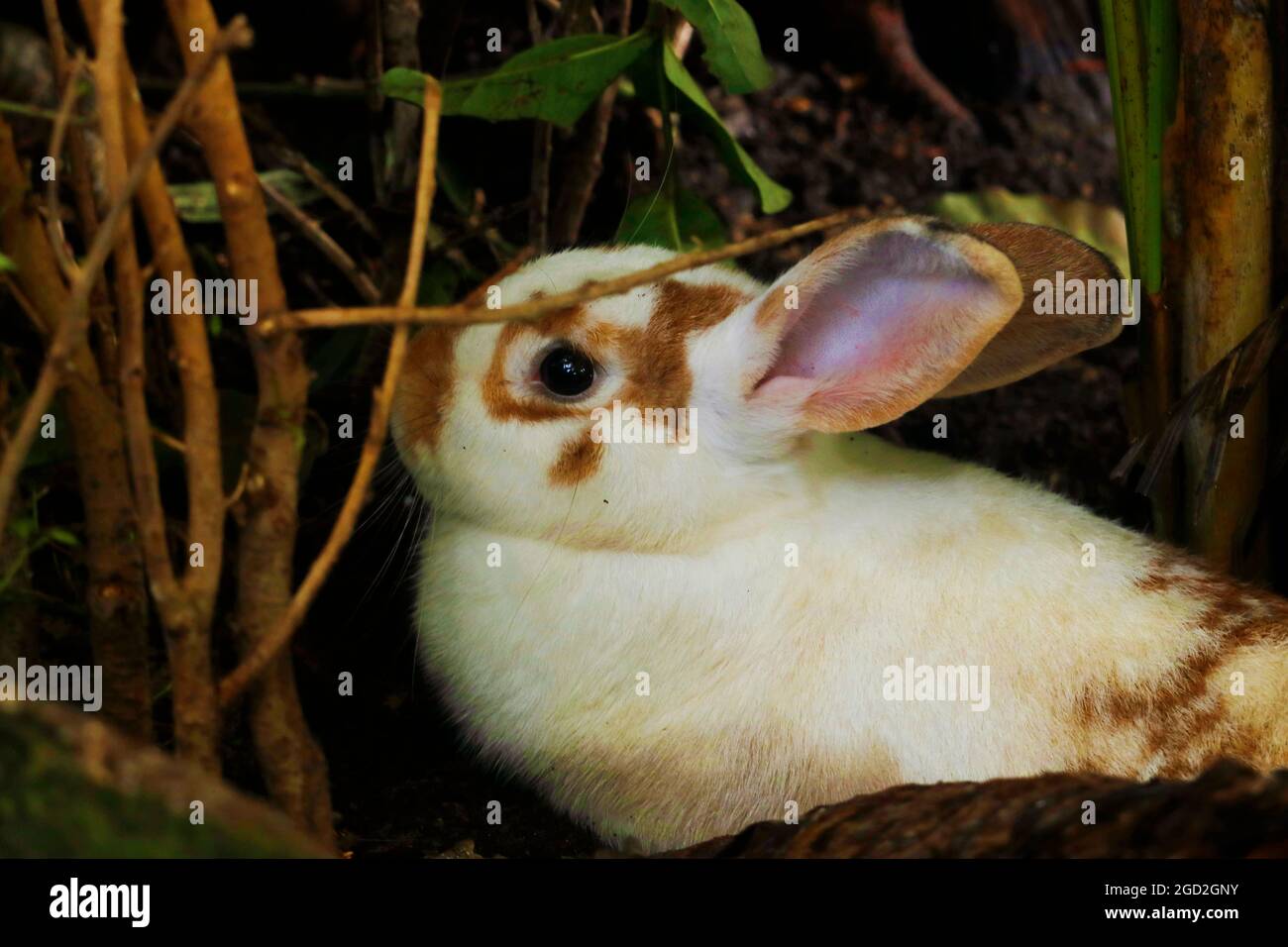 Wilder Hase oder Hase versteckt sich hinter den Wäldern in einem Wald Stockfoto