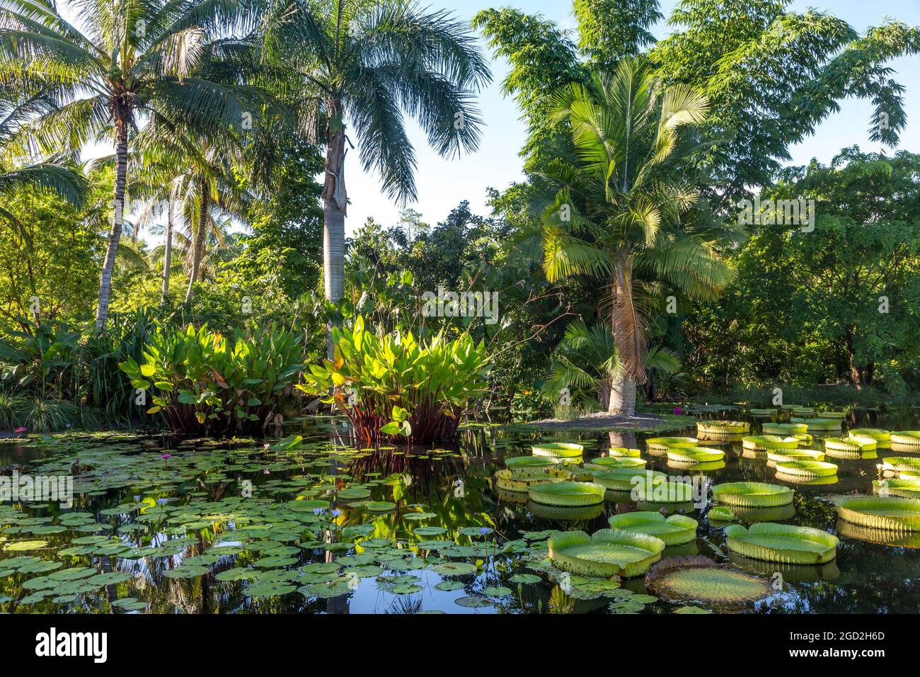 Am frühen Morgen Sonnenlicht über Teich und tropisches Laub in Naples Botanical Garden, Naples, Florida, USA Stockfoto