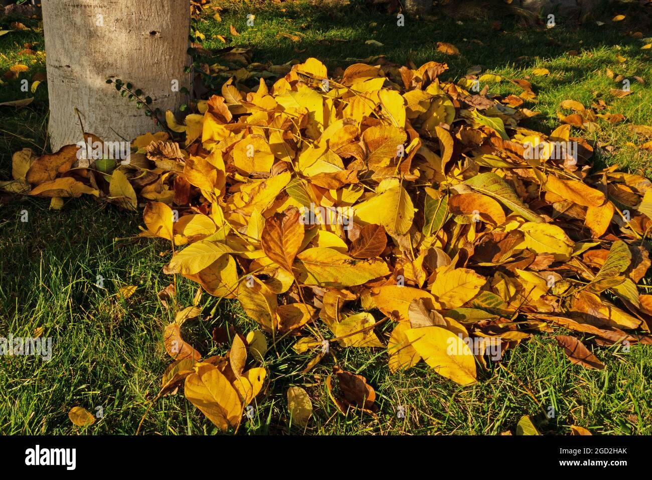 Laubfall, Blätter vom Walnussbaum im Herbst in der Abendsonne Stockfoto